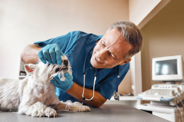 Best Urgent Dental Care  in Elkton, VA
